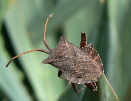 Coreus marginatus