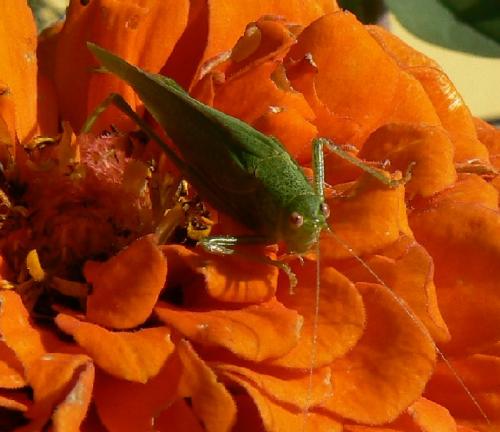 Phaneroptera nana