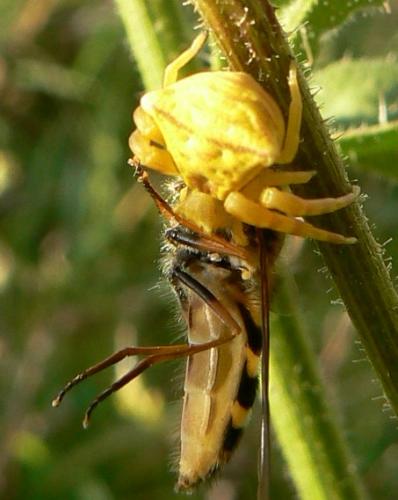 Thomisus onustus