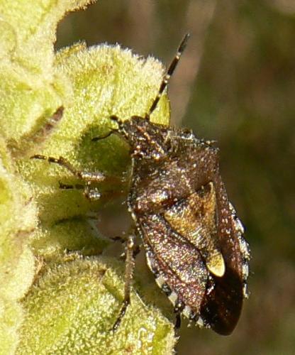 Dolycoris baccarum