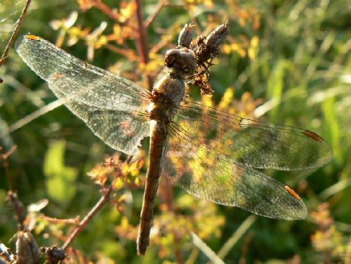 Réf. 14 338 : Sympetrum sp.