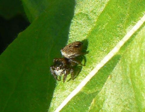 Evarcha sp.