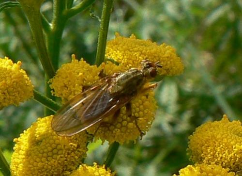 Scathophaga stercoraria
