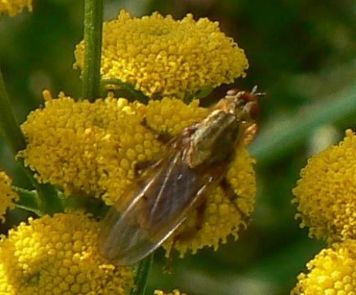 Scathophaga stercoraria