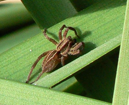Réf. 14 462 : Alopecosa cuneata