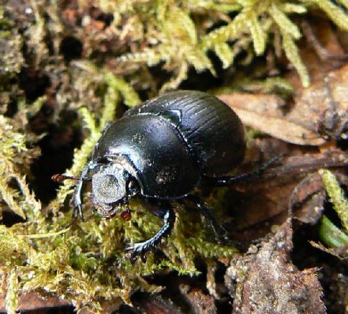 Anoplotrupes stercorosus