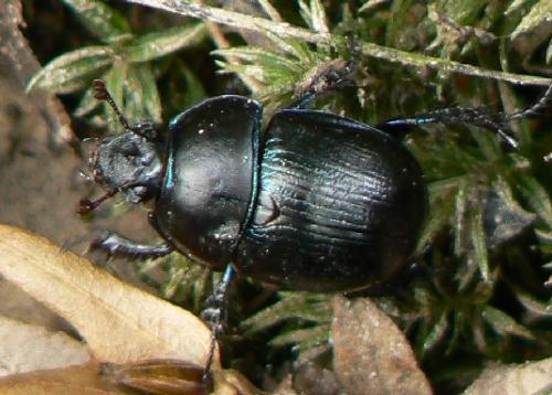 Anoplotrupes stercorosus