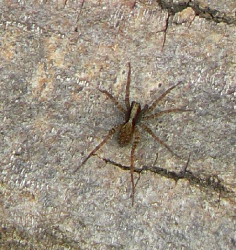 Pardosa sp.
