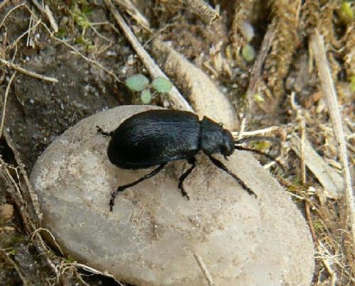 Galeruca sp.