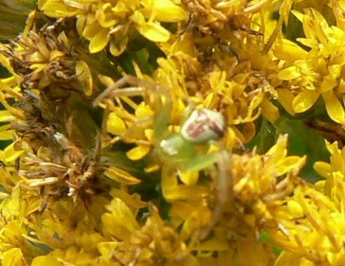 Ebrechtella tricuspidata