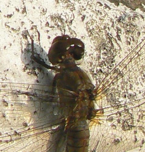 Sympetrum sp.