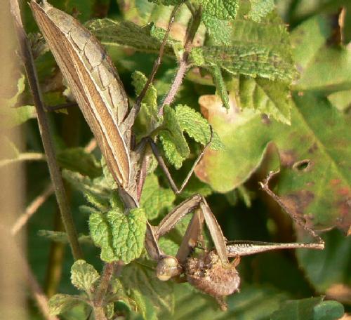 Mantis religiosa
