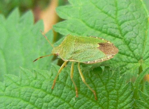 Palomena prasina