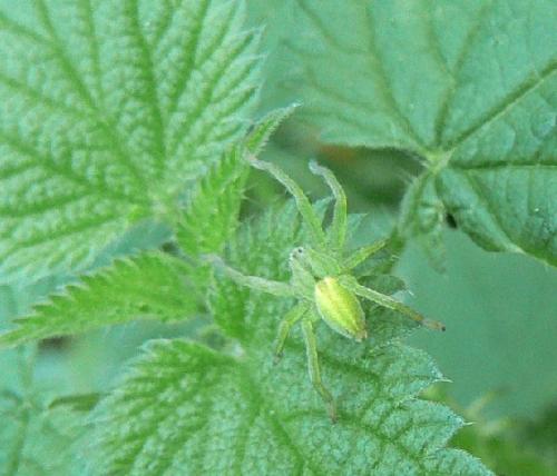 Micrommata virescens