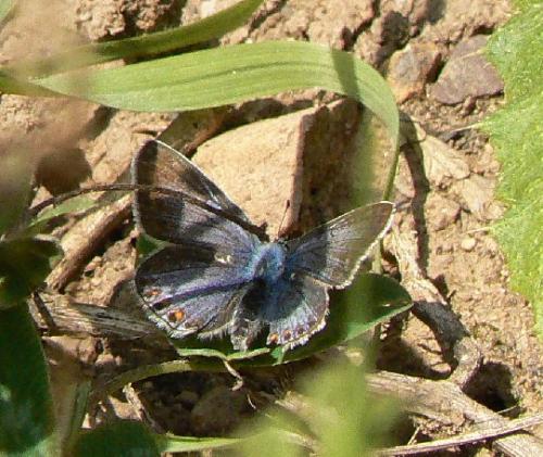 Polyommatus icarus