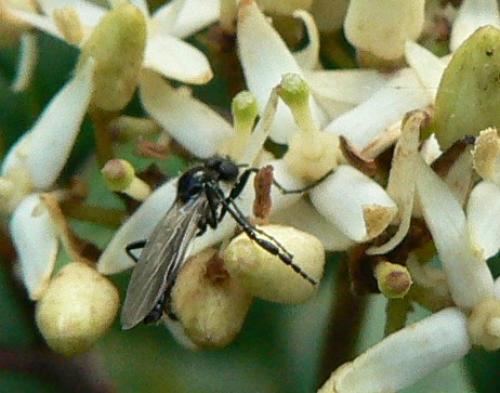 Bibio clavipes
