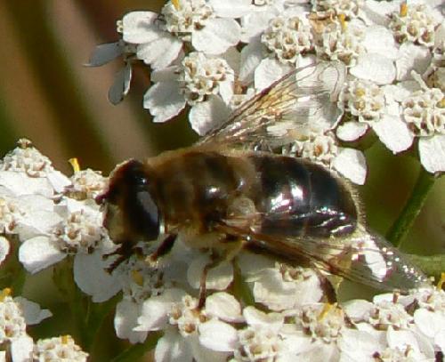 Eristalis tenax