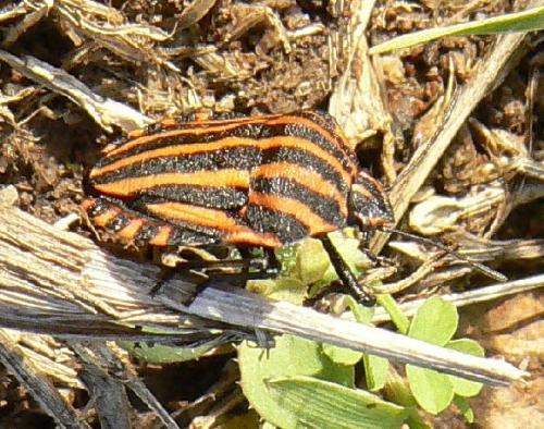 Graphosoma italicum