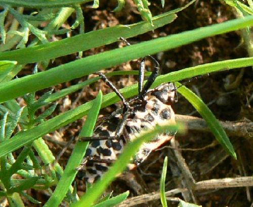 Graphosoma italicum