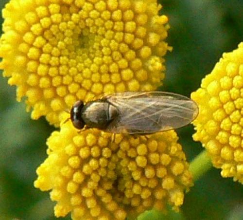 Calliopum sp.