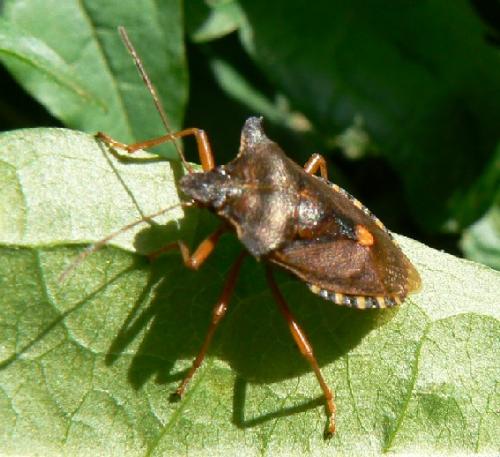 Pentatoma rufipes