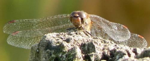 Sympetrum sp.