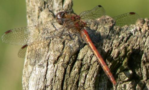 Sympetrum meridionale