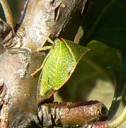 Stictocephala bisonia