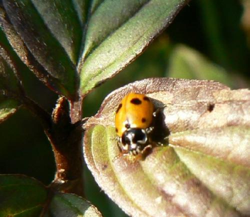 Hippodamia variegata