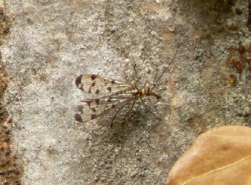Panorpa sp.