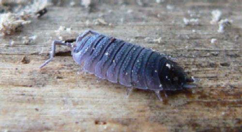 Porcellio scaber