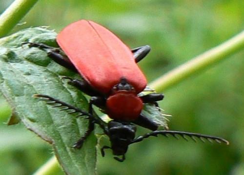 Réf. 14 141 : Pyrochroa coccinea