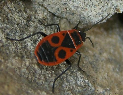 Réf. 14 139 : Pyrrhocoris apterus