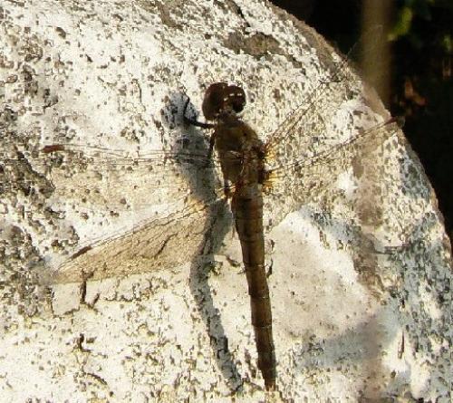 Réf. 14 564 : Sympetrum sp.