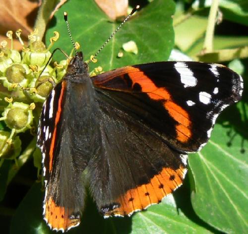 Réf. 14 364 : Vanessa atalanta