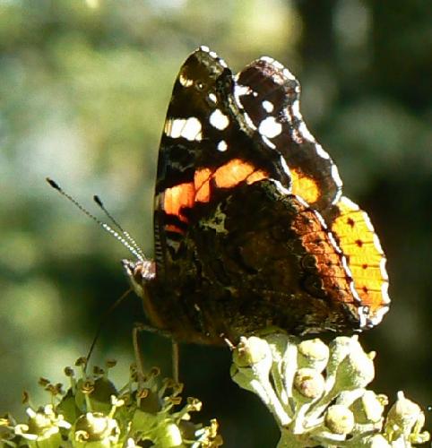 Vanessa atalanta