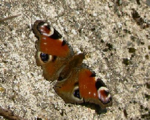 Aglais io