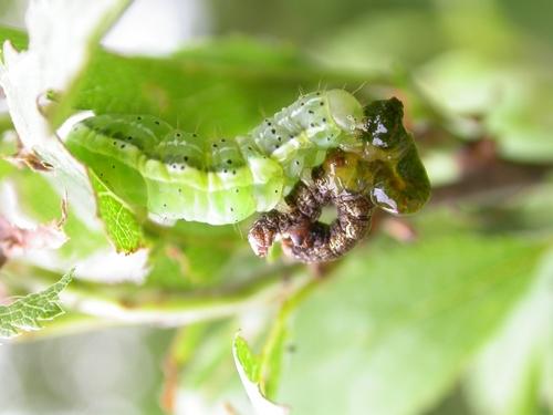 Cosmia trapezina