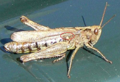 Chorthippus sp.