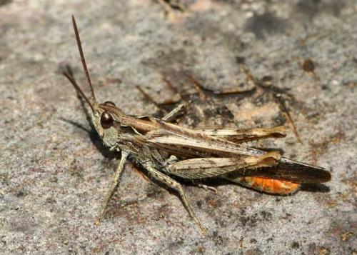 Réf. 14 200 : Chorthippus sp.