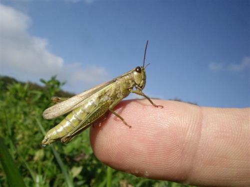 Chorthippus dorsatus dorsatus
