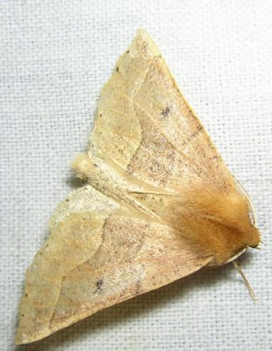 Réf. 14 290 : Crocallis tusciaria