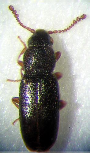 Hypocoprus latridioides