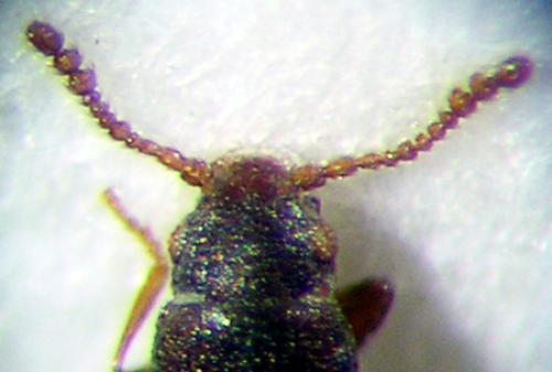 Hypocoprus latridioides