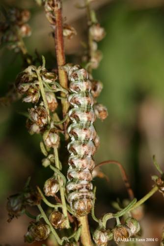 Cucullia sp.