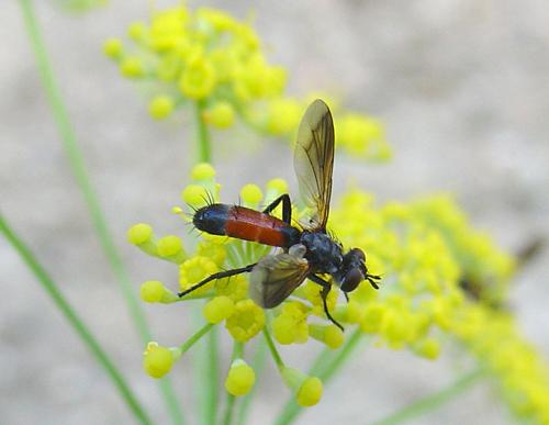 Réf. 14 041 : Cylindromyia sp.