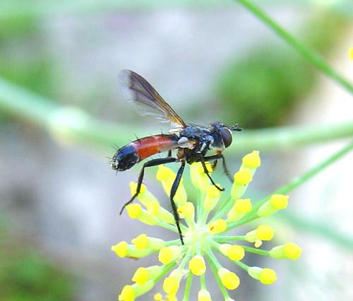 Réf. 14 042 : Cylindromyia sp.