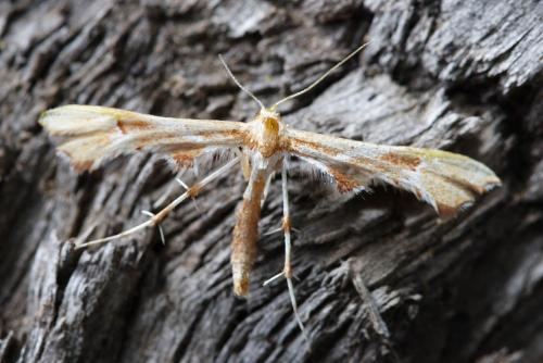 Réf. 14 516 : Cnaemidophorus rhododactyla
