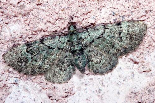 Réf. 14 568 : Pasiphila rectangulata