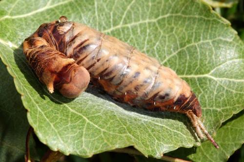Stauropus fagi